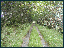 Western Comman Exmoor Western Comman Exmoor